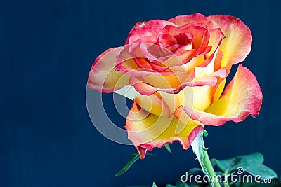 Open rose with dew droplets Stock Photo