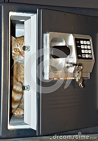 Open safe door with cat inside Stock Photo