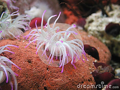 Open sea anemone with white tentacles and pink tips Stock Photo