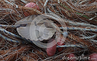 An open sea shell with a pearl inside. Stock Photo