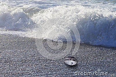 An open sea shell with a pearl inside. Stock Photo