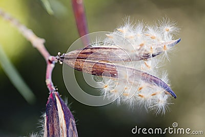 Open seed capsule pod of a oleander nerium flower Stock Photo