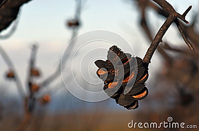 Open seed follicles on Banksia serrata cone following a bushfire in Sydney woodland Stock Photo