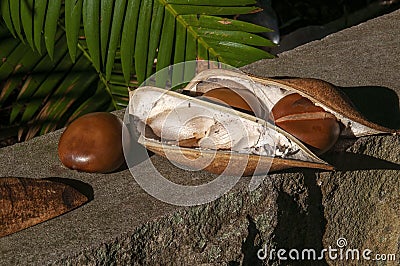 Open seed pod of a moreton bay chestnut Stock Photo