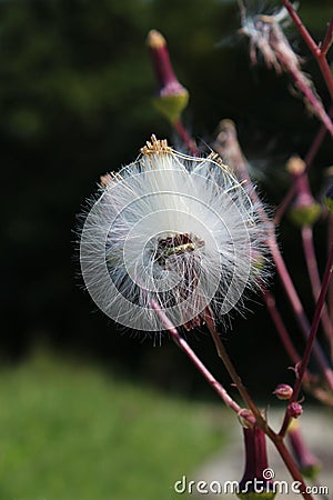 Open seed pod ready to disperse its seeds in early autumn Stock Photo