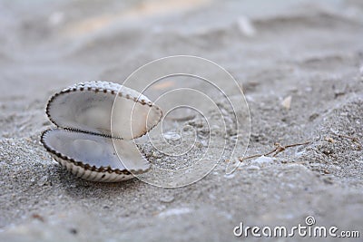 An open shell on the sand Stock Photo