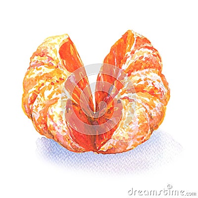 Open tangerine or orange fruit isolated on white, watercolor illustration Cartoon Illustration