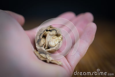 Open walnut in hand closeup Stock Photo