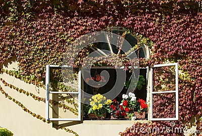 Open window with colored geraniums Stock Photo