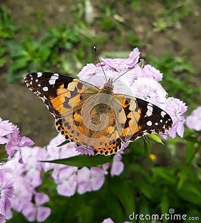 Open winged shots of a brown Painted lady butterfly vanessa cardui or cynthia cardui feeding on pink dianthus flower Stock Photo