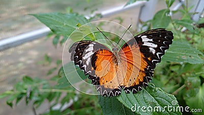 Open wings black and orange butterfly on green leafs Stock Photo