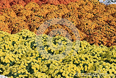 Open yellow chrysanthemum close up Stock Photo
