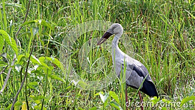 Openbill Stork Stock Photo