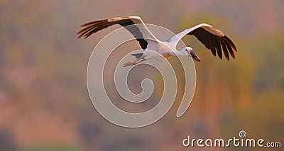 Asian openbill stork, bird, natural, nature, wallpaper Stock Photo