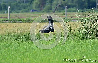 The openbill storks,Bird in Thailand. Stock Photo