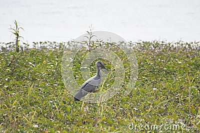 Openbilled Stork or Asian Open at the shore of Wetland Stock Photo