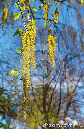 Opened birch catkins against the blue sky, in early spring Stock Photo