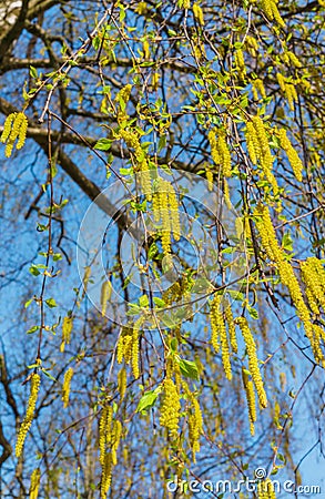 Opened birch catkins against the blue sky, in early spring Stock Photo