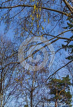 Opened birch catkins against the blue sky, in early spring Stock Photo