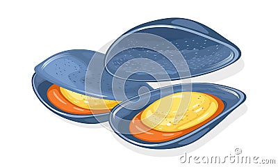 Opened blue marine mussels, oysters. Fresh delicious seafood. Bivalve molluscs. Vector Illustration