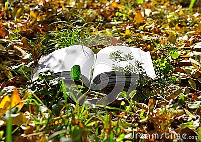 Opened book lies on the grass in the park Stock Photo