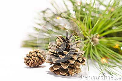 Opened and closed pine cones close-up against pine needles and Chr Stock Photo