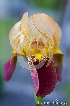 Opened CloseUp Iris Flower Stock Photo