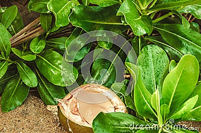 An opened coconut Stock Photo
