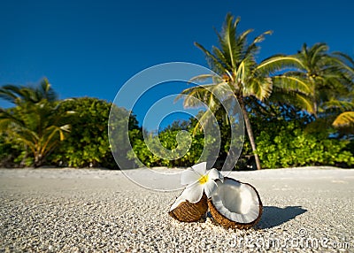 Opened coconut on the sandy beach of tropical island Stock Photo