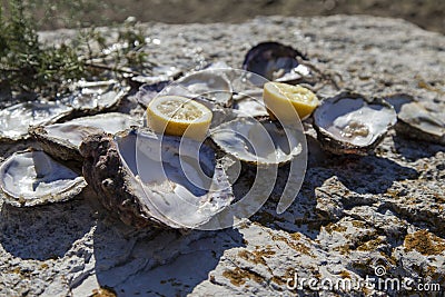 Opened empty oyster shells on sea coast Stock Photo