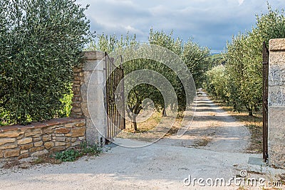 Opened gates are inviting to the beautiful olive garden Stock Photo