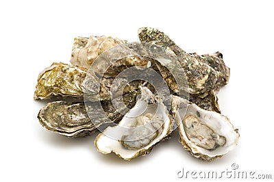 Opened oysters Stock Photo