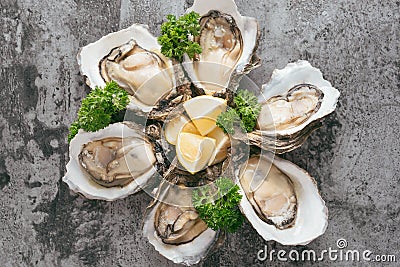 Opened oysters, lemon on gray stone table. Half dozen. With copy Stock Photo