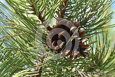 Opened pine cone Stock Photo