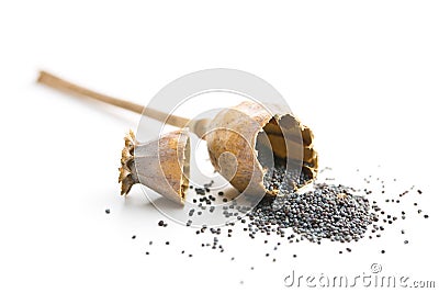 Opened poppy head and seed. Stock Photo