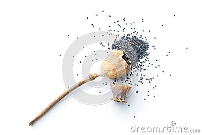 Opened poppy head and seed. Stock Photo