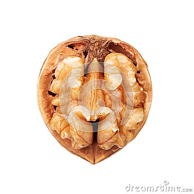 Opened walnut half in shell isolated Stock Photo