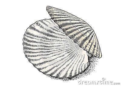 Opened white scallop Vector Illustration