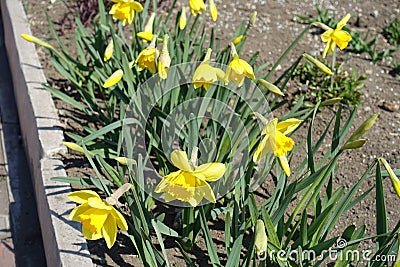 Almost opened yellow flowers and buds of narcissuses Stock Photo