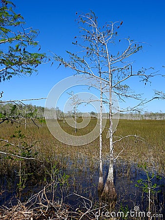 An opening along Loop Road Stock Photo