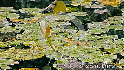 Flower bud of a water lily in the pond Stock Photo