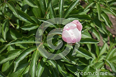 Opening flower bud of pink peony Stock Photo