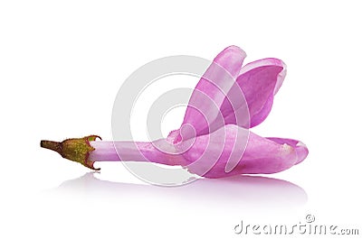 The opening lilac petal is isolated on a white background. Photo stacking Stock Photo