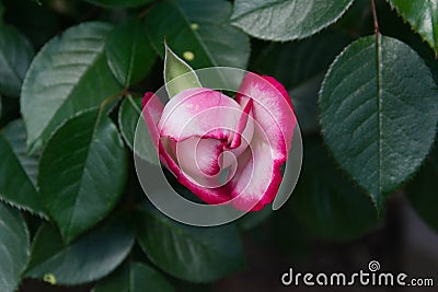Opening rose blossom with pink and white petals - Bloomimg garden flower Stock Photo