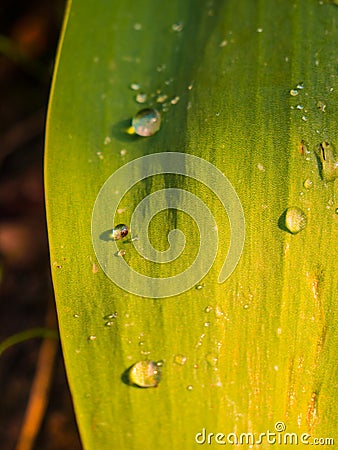 Opening spring buds and colors everywhere. Green Eden.. Stock Photo