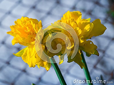 Opening spring buds and colors everywhere. Green Eden.. Stock Photo