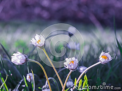 Opening spring buds and colors everywhere. Green Eden.. Stock Photo