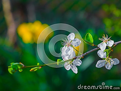 Opening spring buds and colors everywhere. Green Eden.. Stock Photo