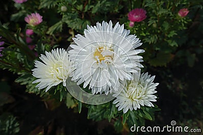 Opening white flowers of three asters in September Stock Photo
