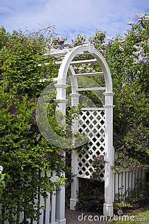 Openwork wooden arch in the garden with flowering lilac bushes Stock Photo